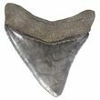 Glossy, Serrated Megalodon Tooth - Georgia #53651-2